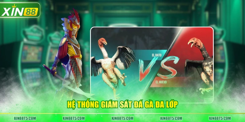 Hệ thống giám sát đá gà đa lớp