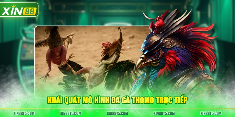 Khái quát mô hình đá gà Thomo trực tiếp