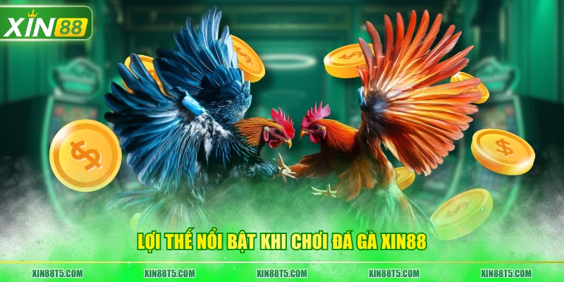 Lợi thế nổi bật khi chơi đá gà XIN88