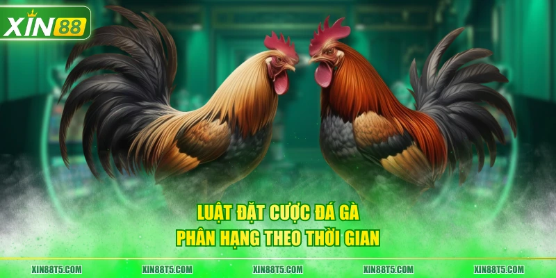 Luật đặt cược đá gà phân hạng theo thời gian