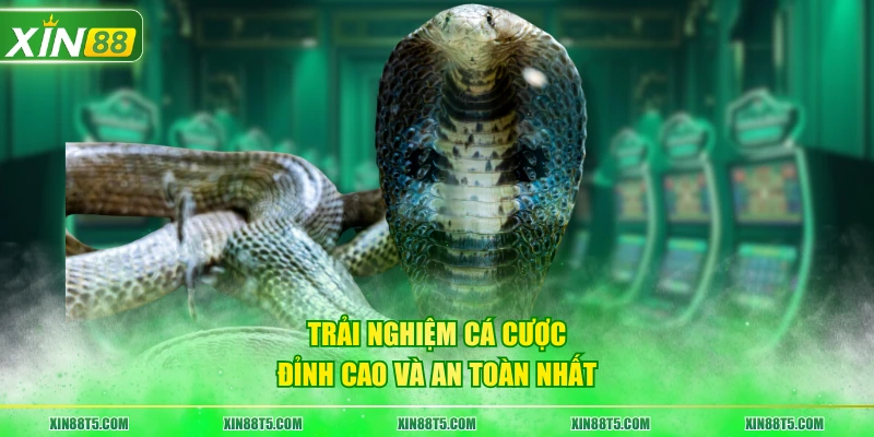 Trải nghiệm cá cược đỉnh cao và an toàn nhất