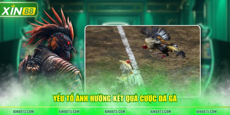 Yếu tố ảnh hưởng kết quả cược đá gà