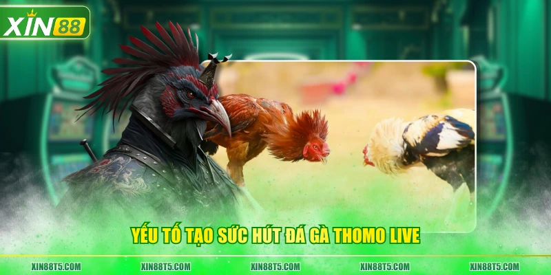Yếu tố tạo sức hút đá gà Thomo live